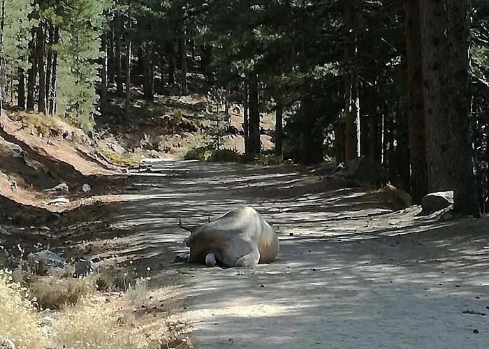 Corse Du Sud Les Pieds Dans L'eau ! * Zonza